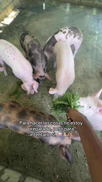 @Yei-Peña🐷🐽🇩🇴