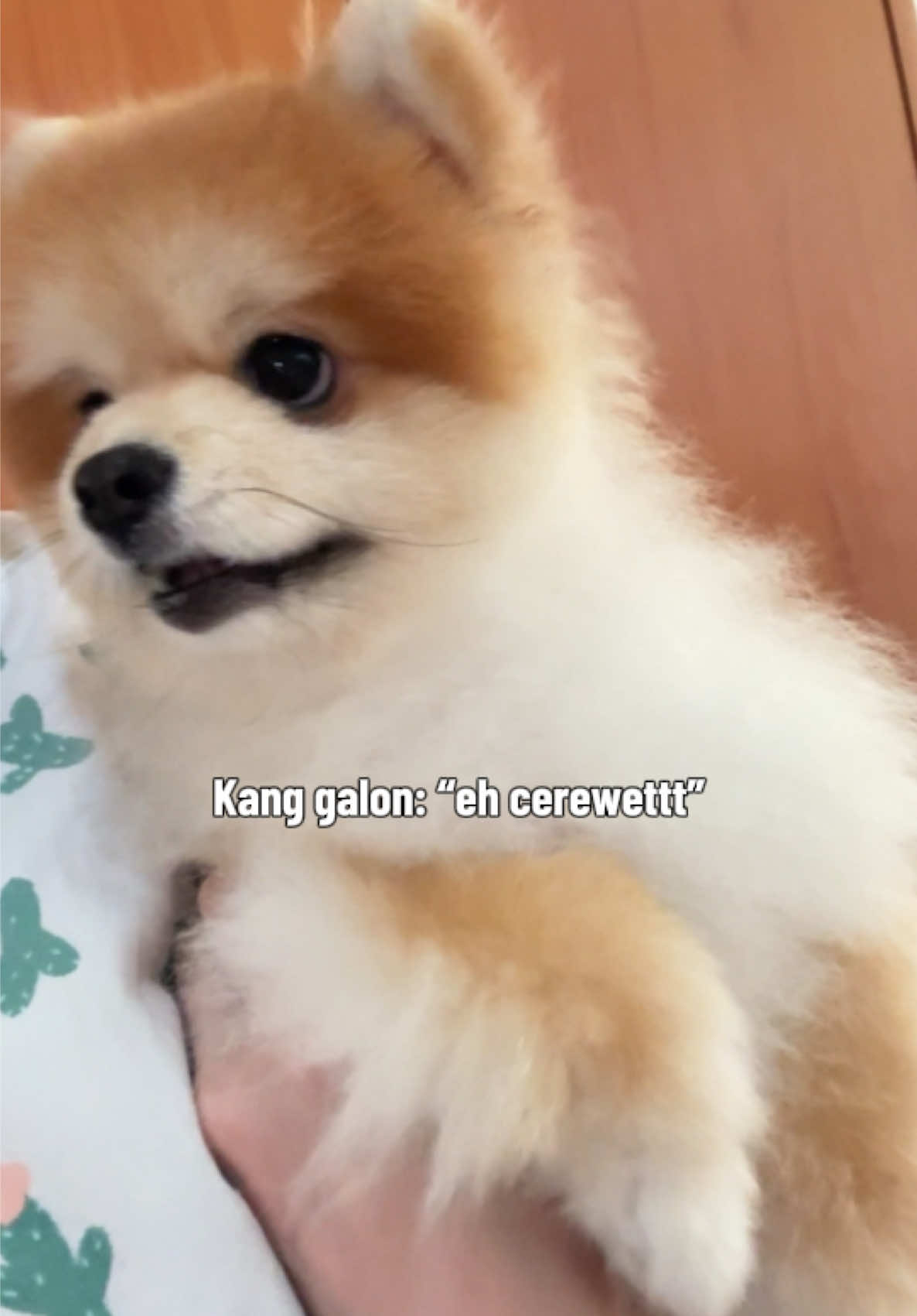 @Enzo