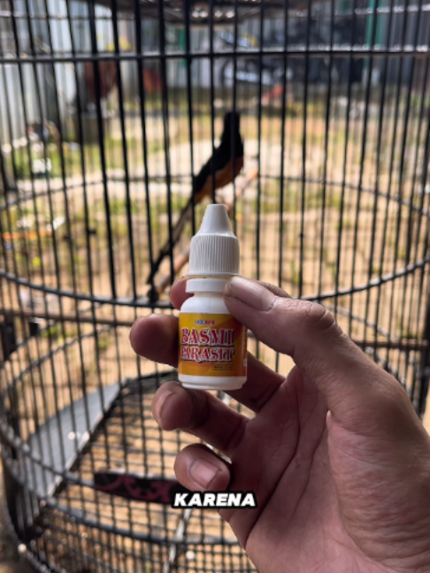 @Lapak Burung Indonesia