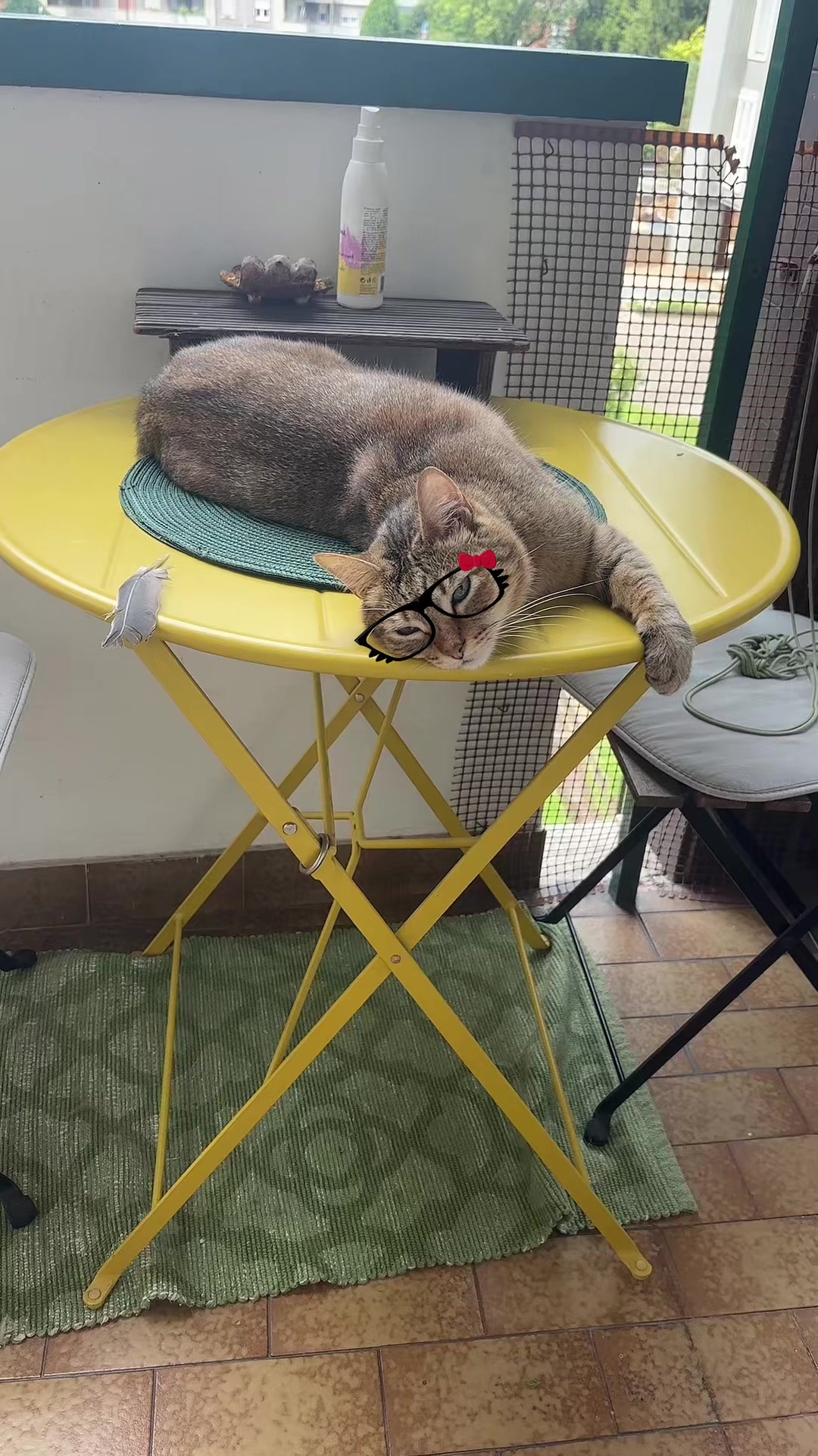 @Life with Kokoro the cat