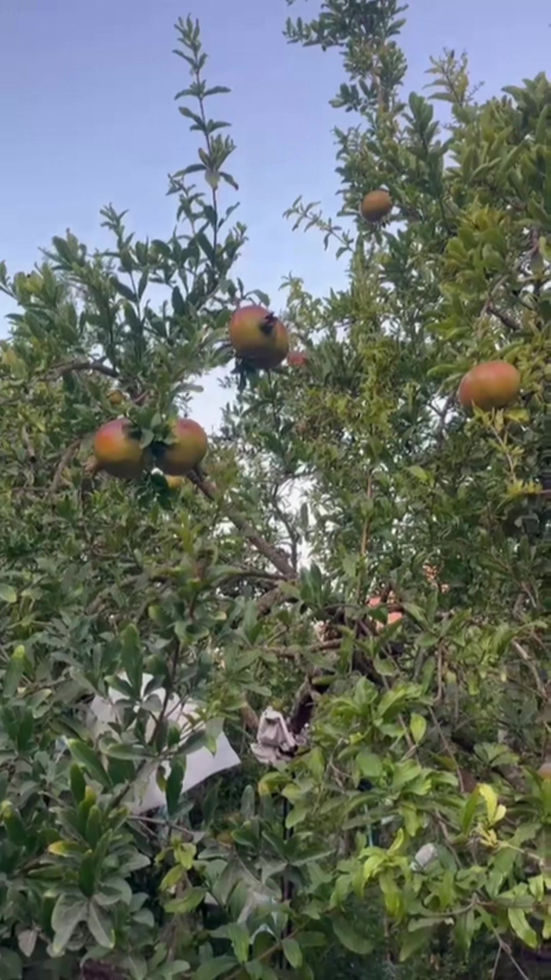 @ابو جمال