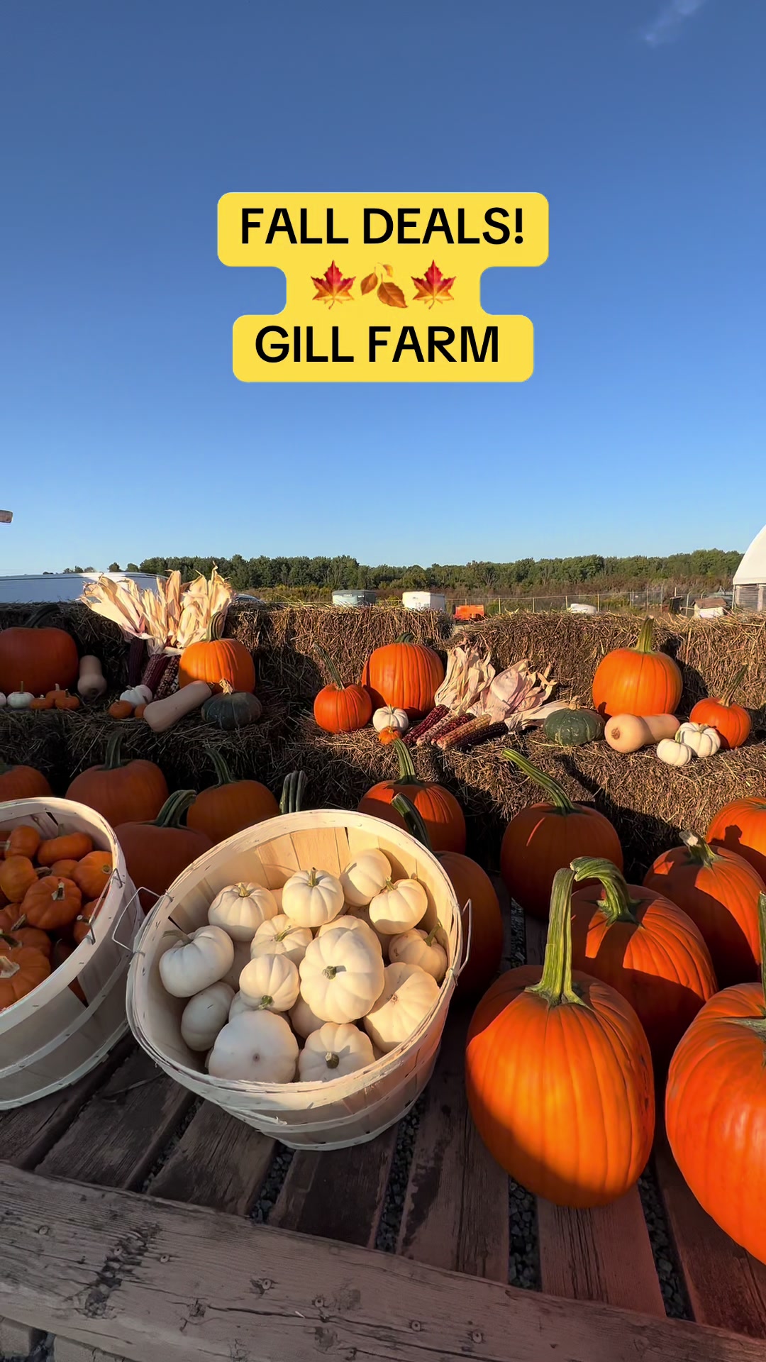 @GillFarm_Caledon
