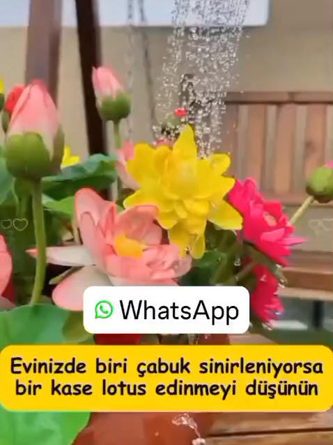 @Lotus bitki satışı
