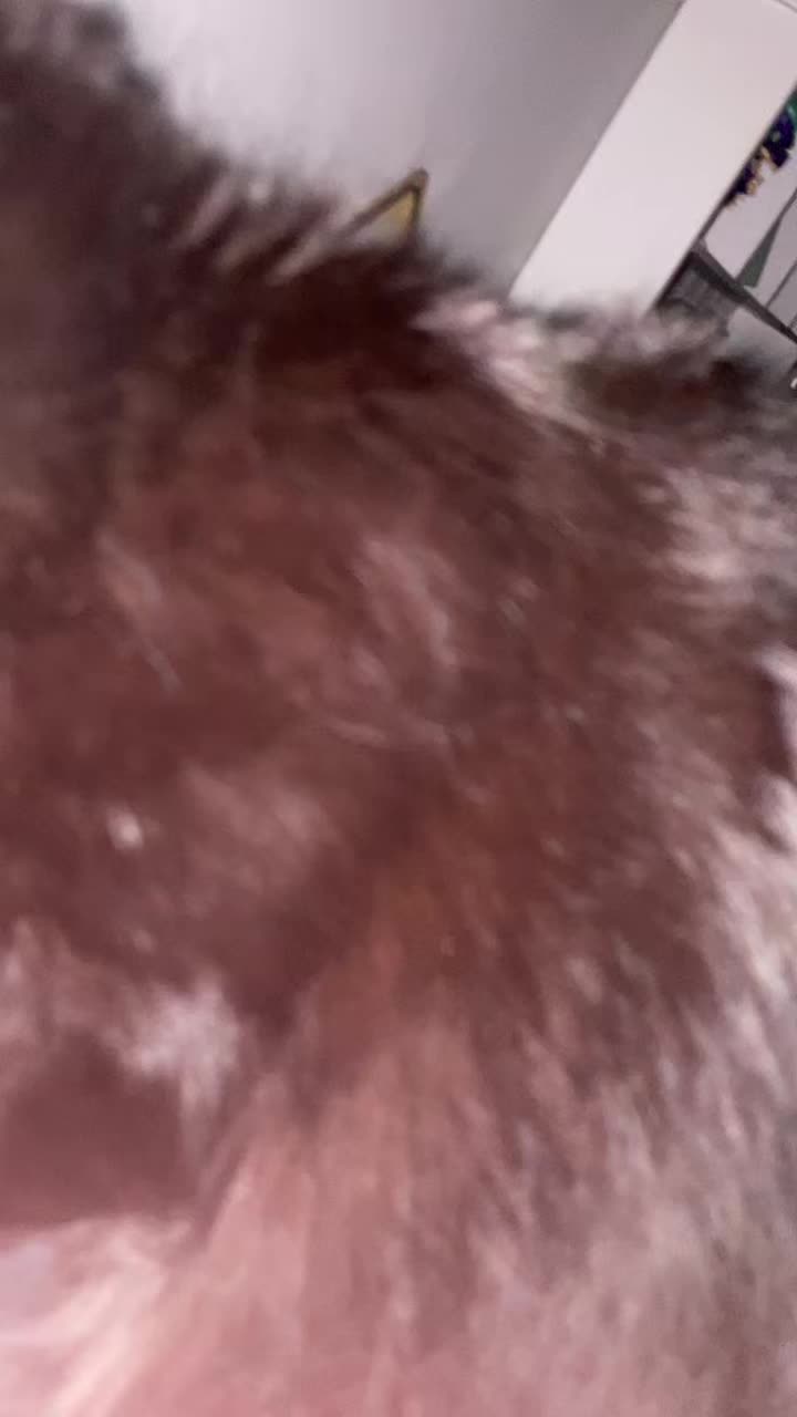 @Snorlaxdino