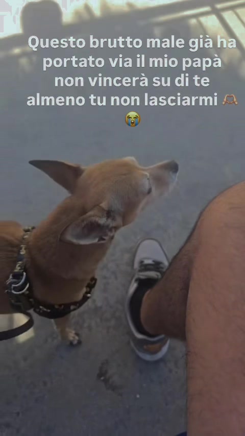 @🎀ROSA PARATO🎀