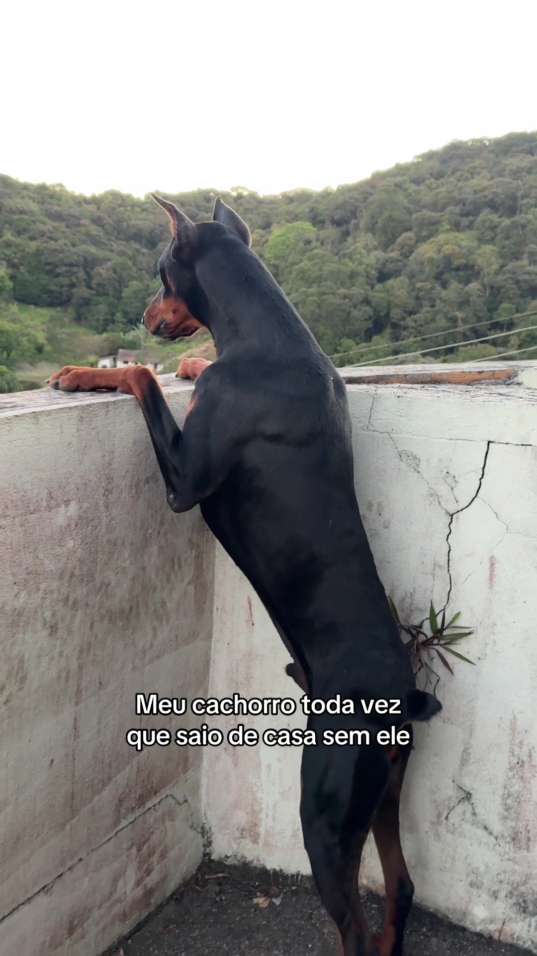 @Ravena e Venom, os Dobermans