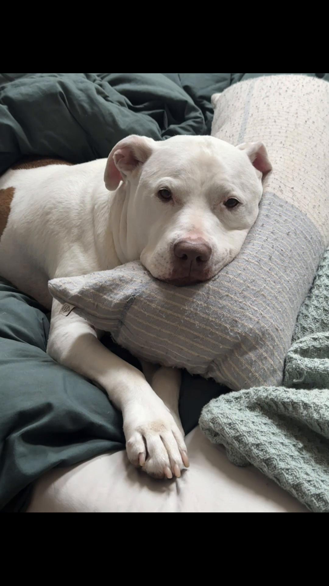 @DIOJI.the.DOG