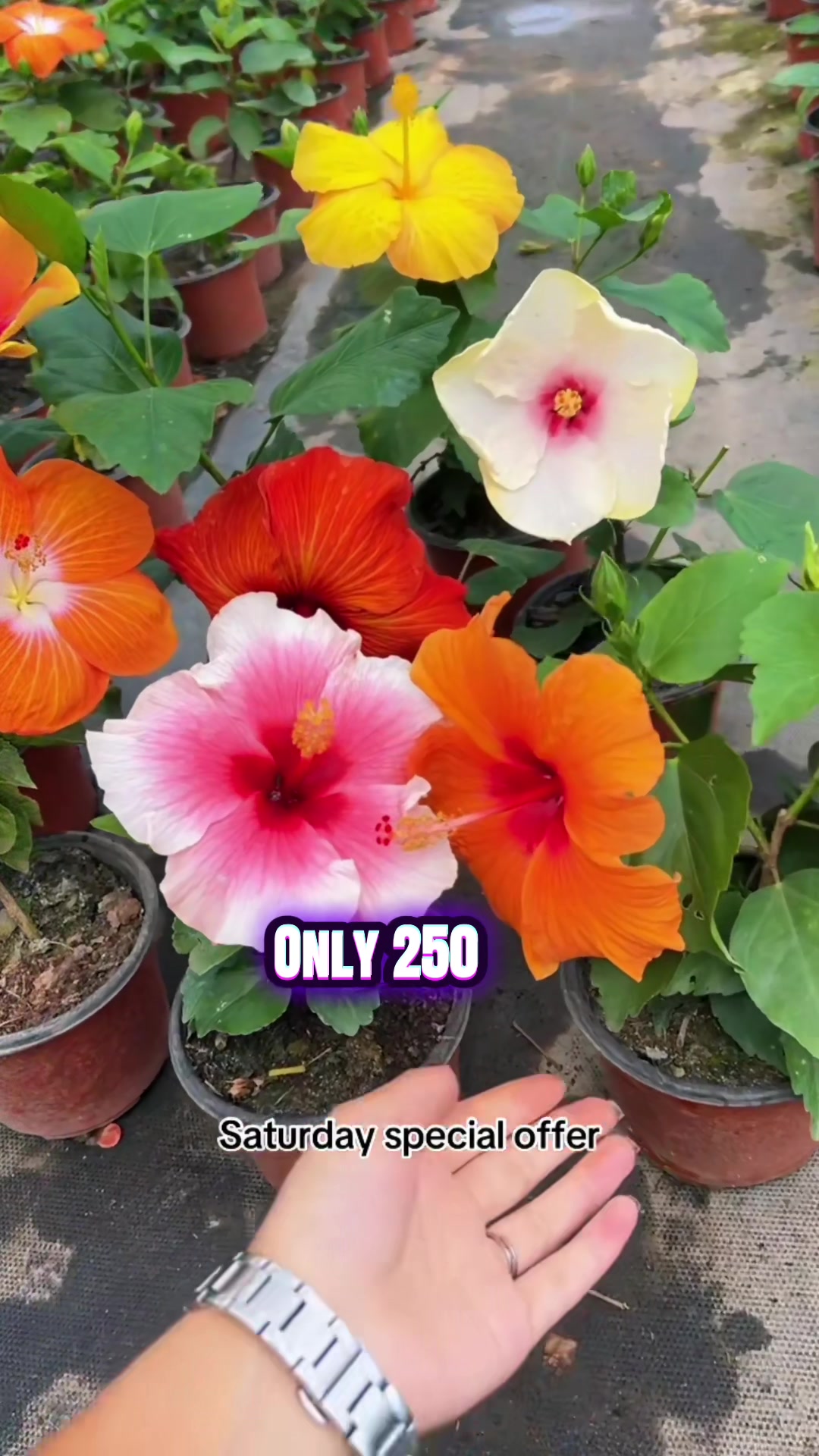 @Uday Garden Centre