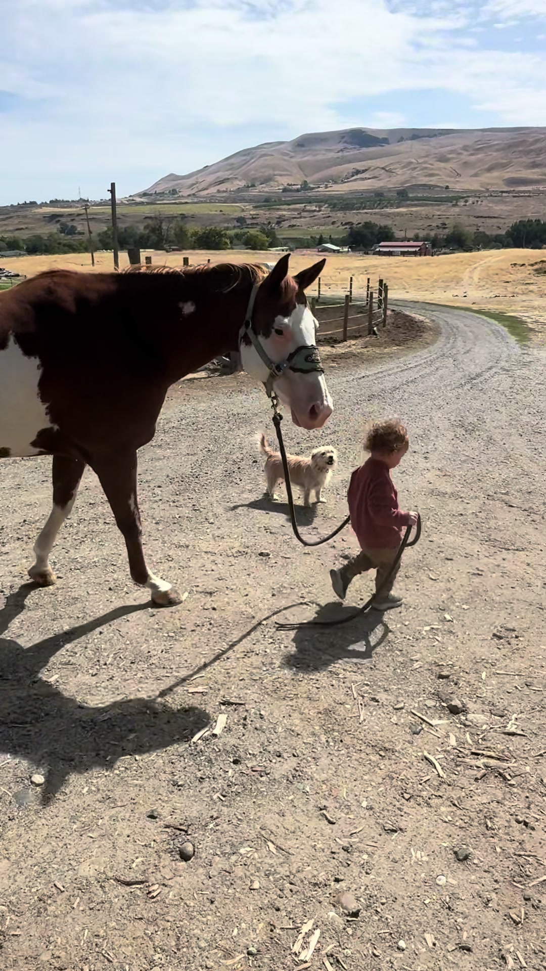 @Hot Sauce the Mini horse 🐎