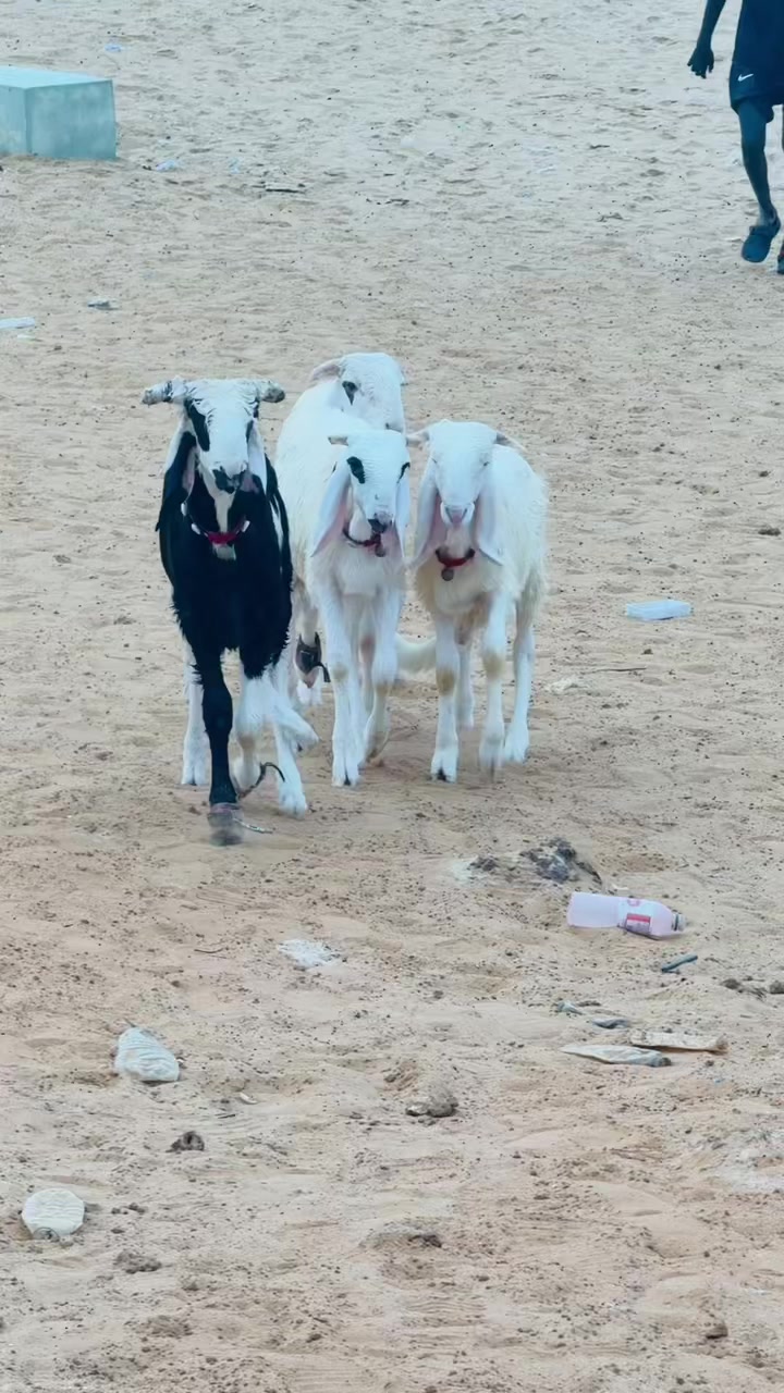 @L &eacute;levage de beug borom touba