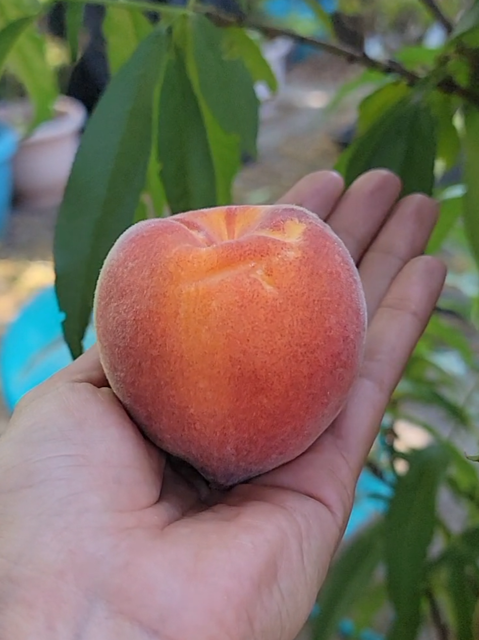 @Grateful_Gardening