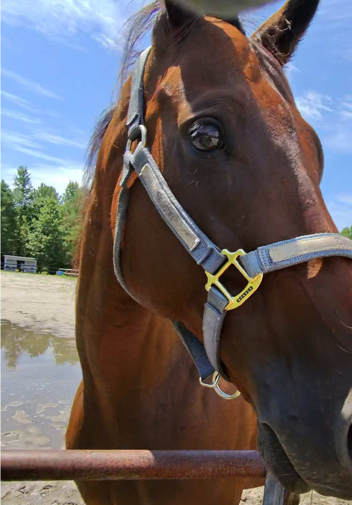 @Lacy & Shooter the OTTB