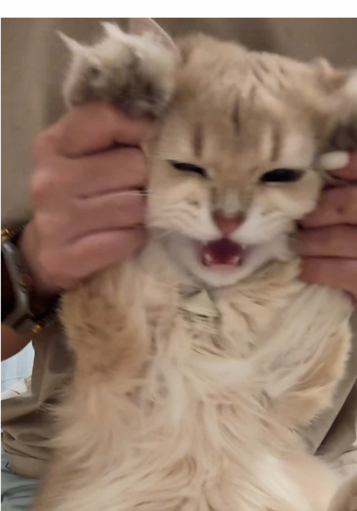 @WaggingTales