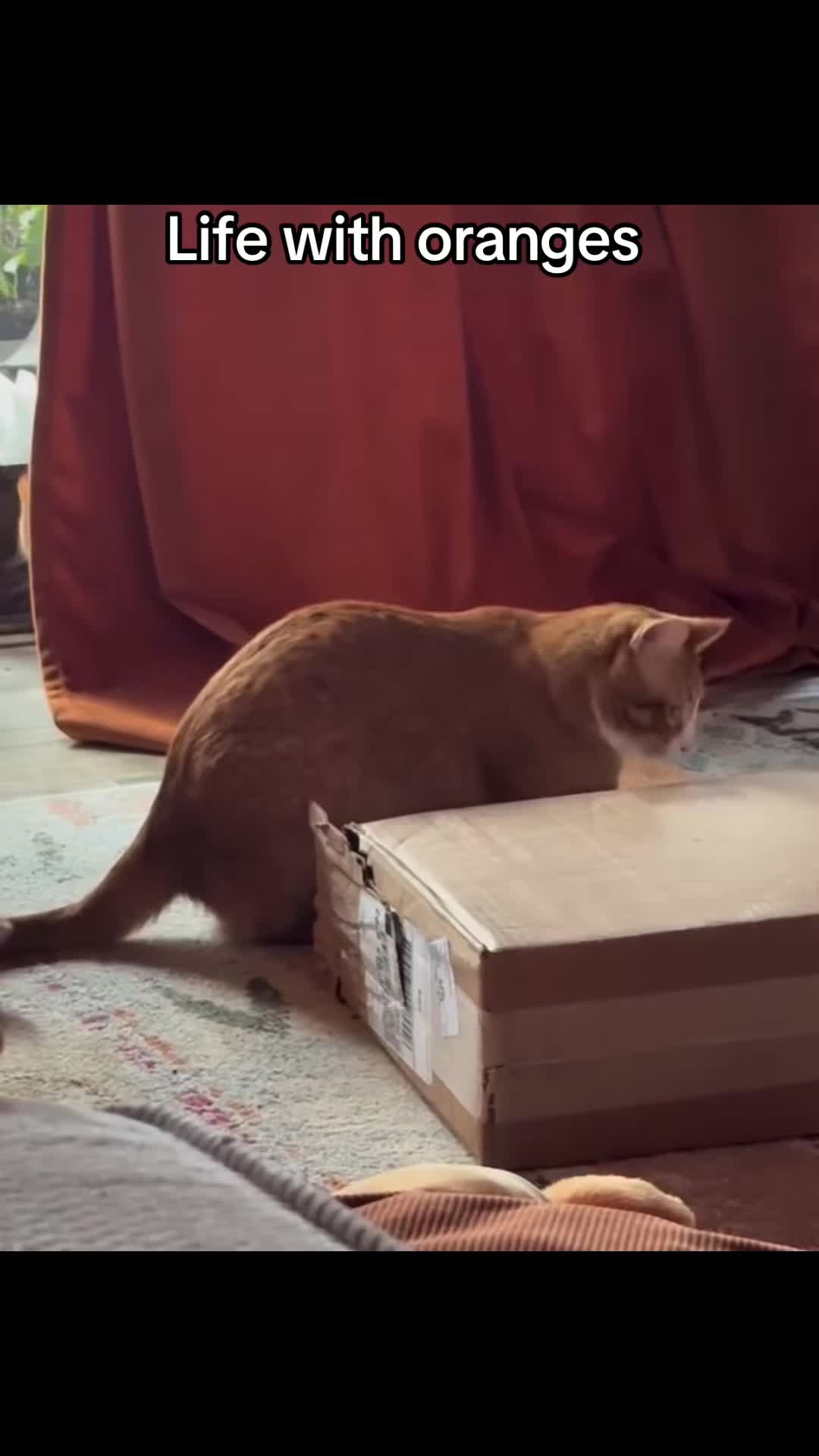 @DooDooCAT