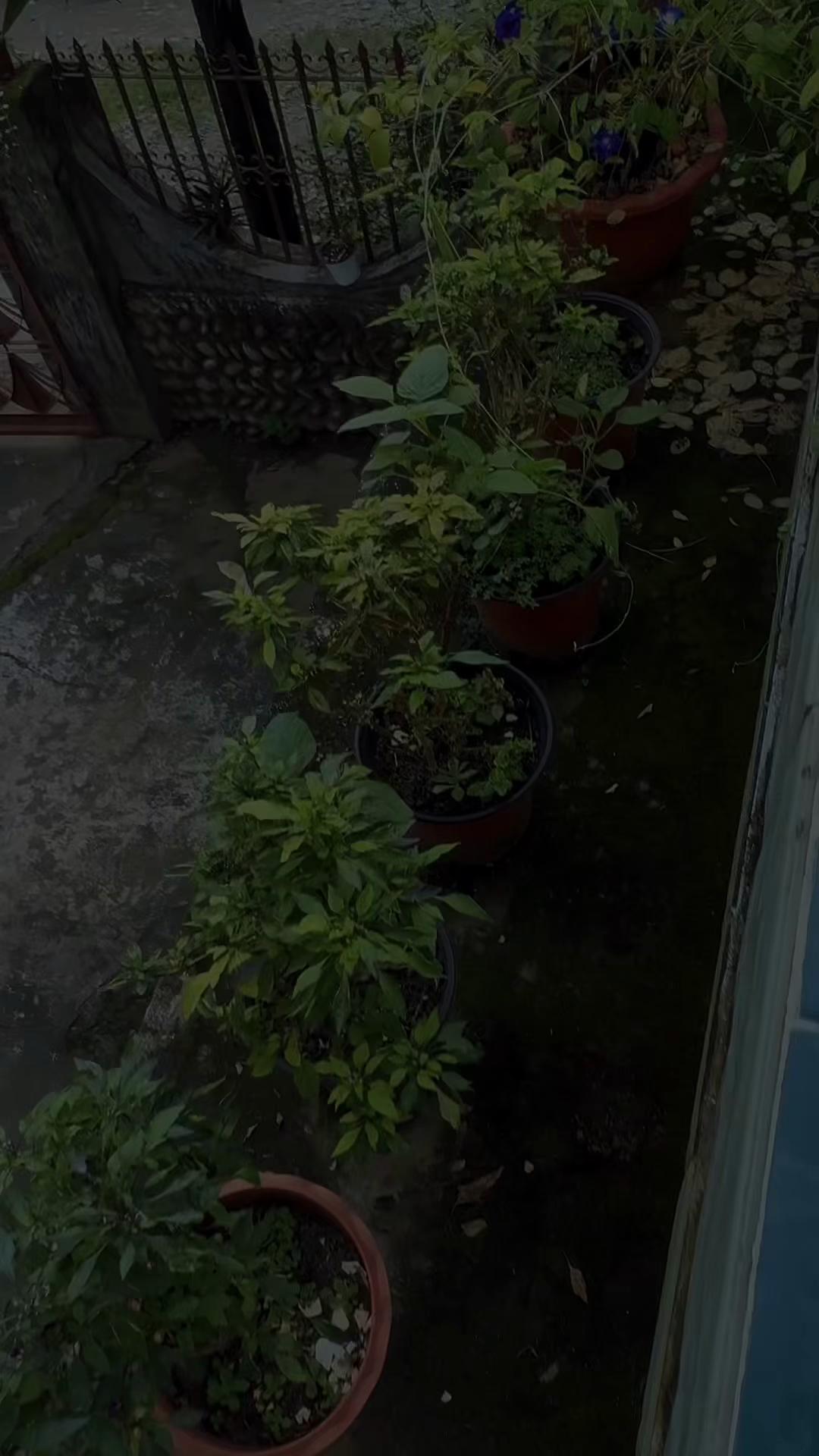 @🍄☘️
