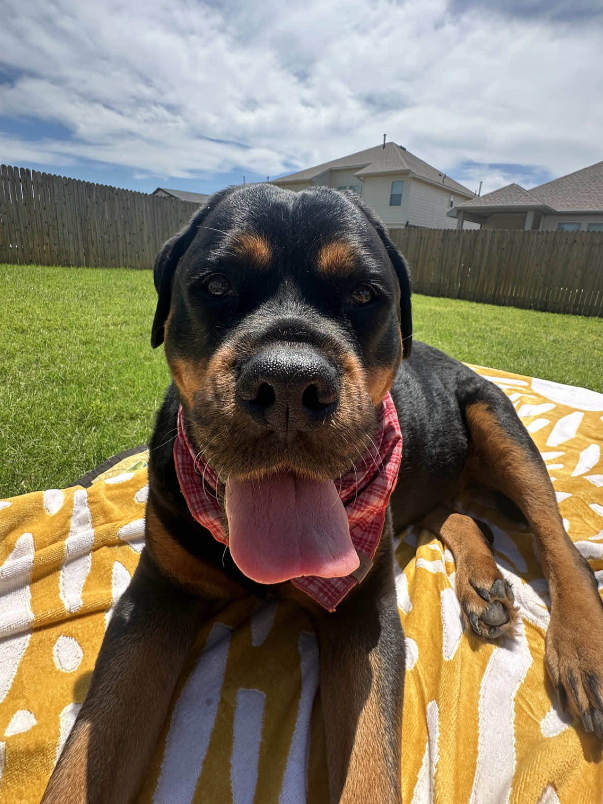 @Kasey the Rottie