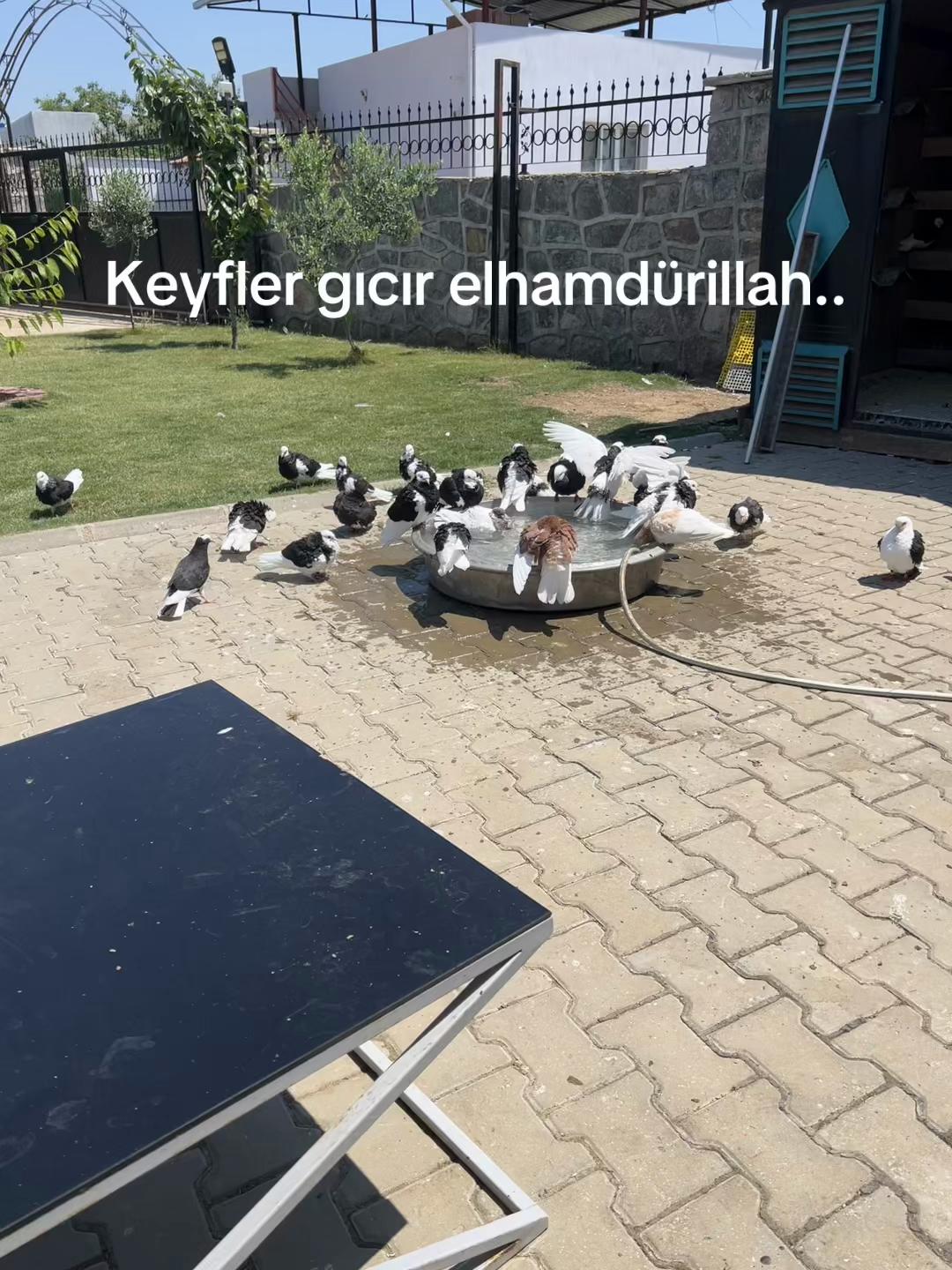 @Ahmet Yilmaz