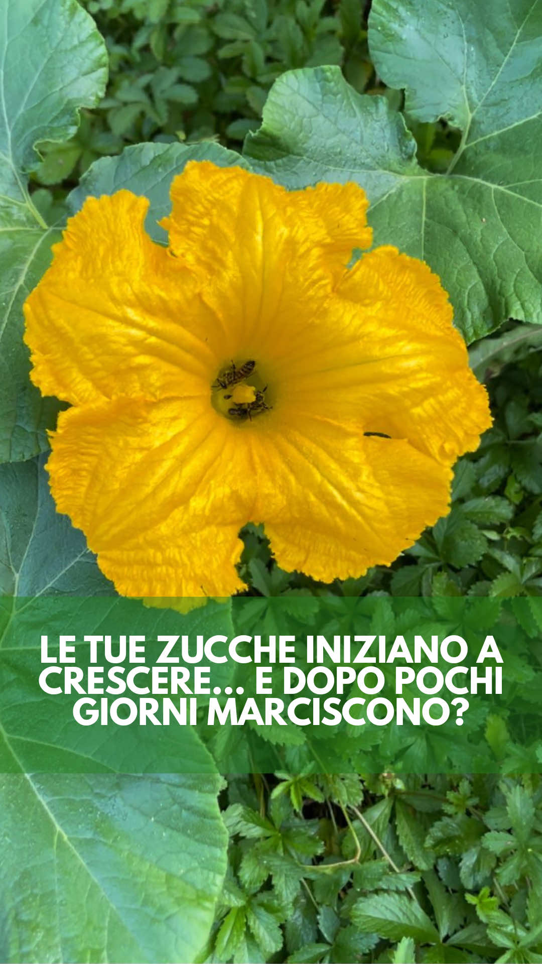 @icookwithnature