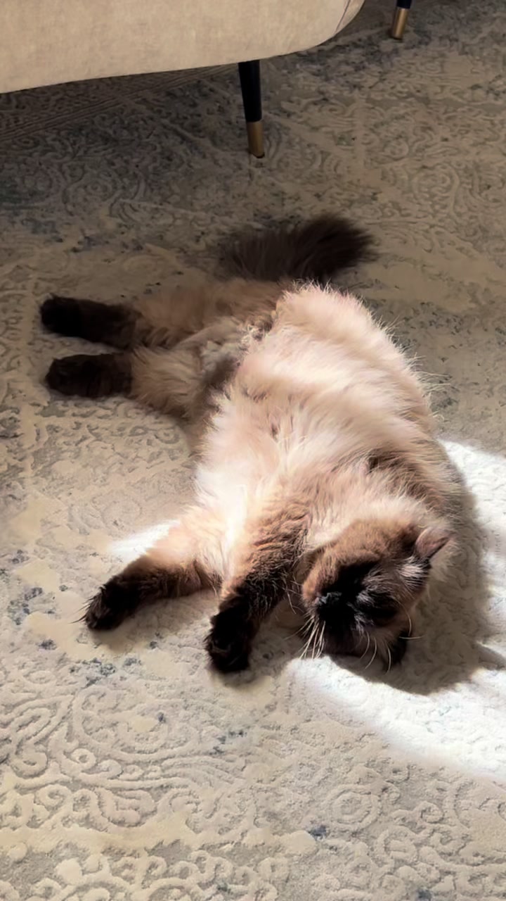 @himalayancat0