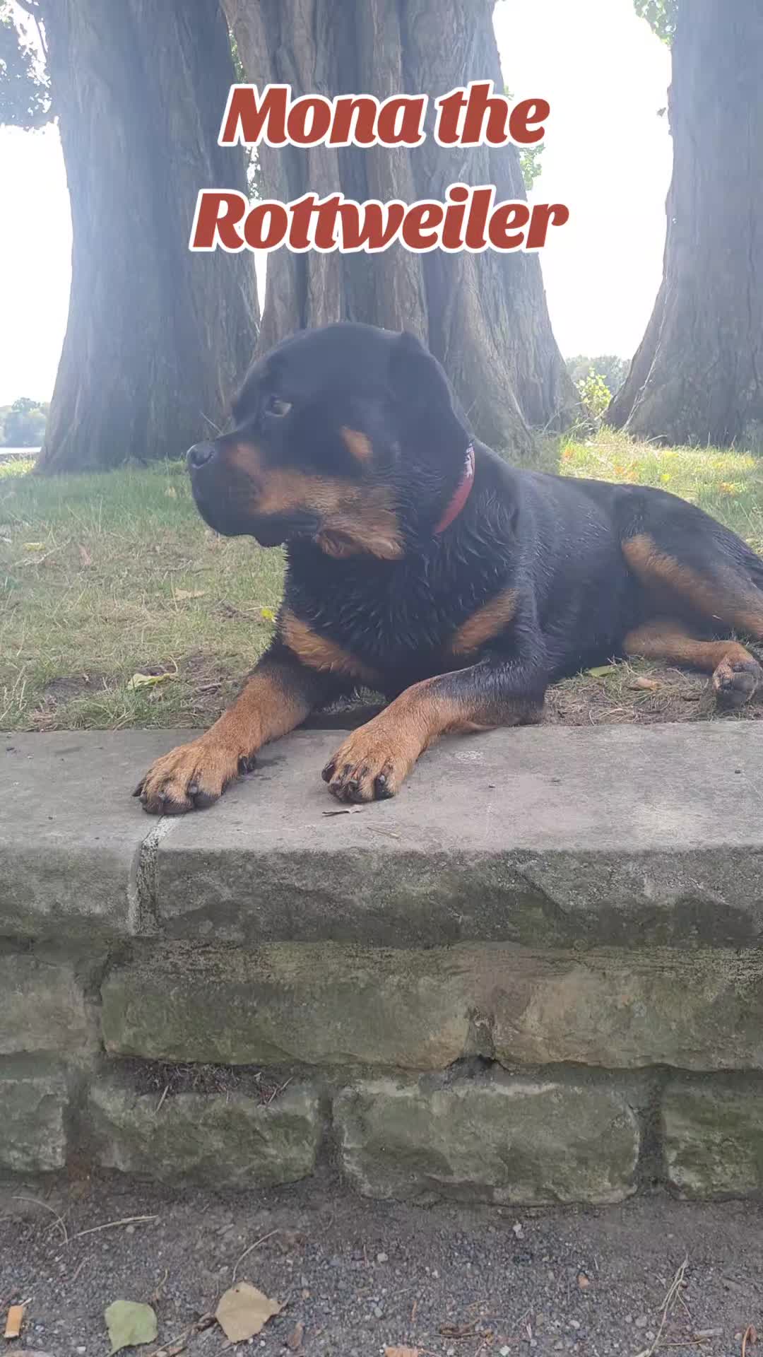 @Mona the Rottweiler