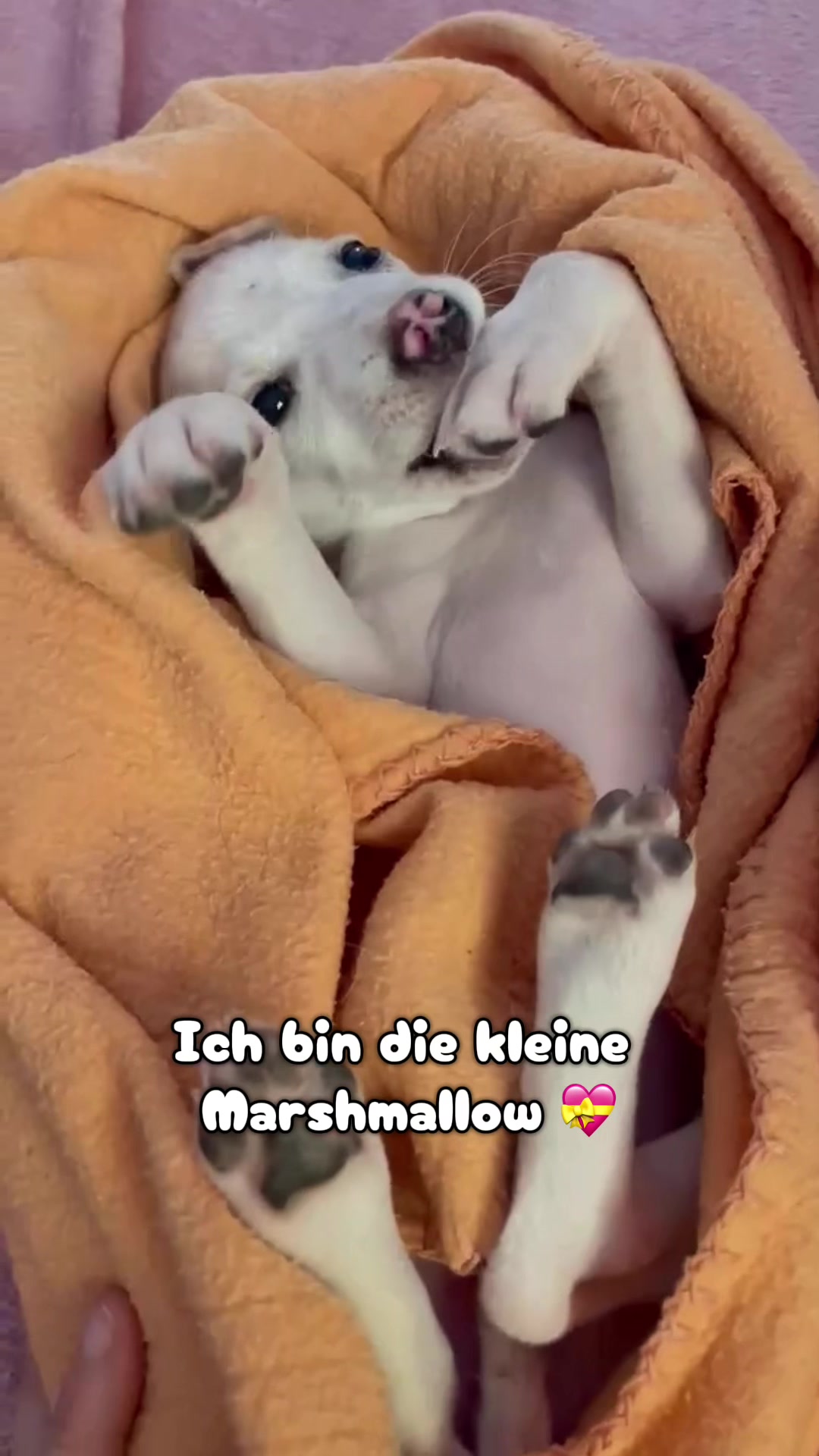 @.*✨..*✨*.