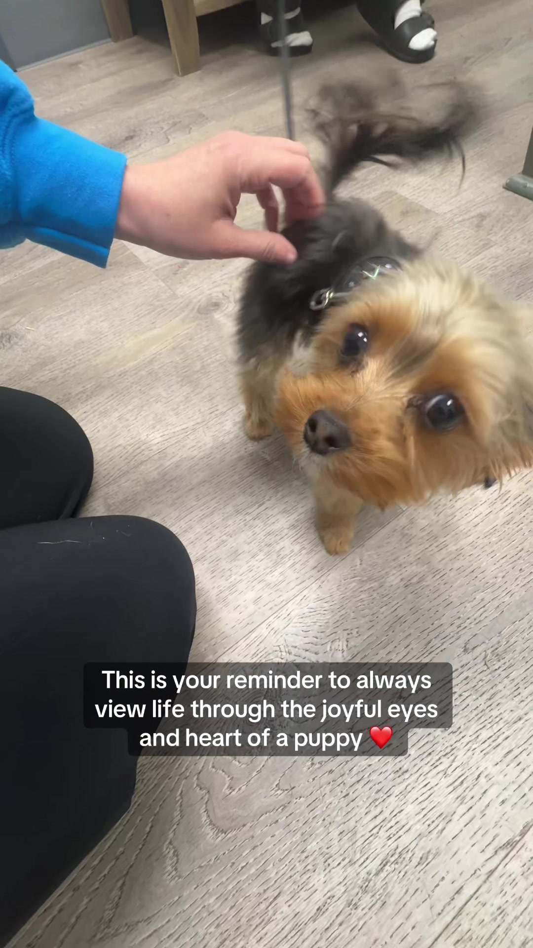 @Snodgrass Vet