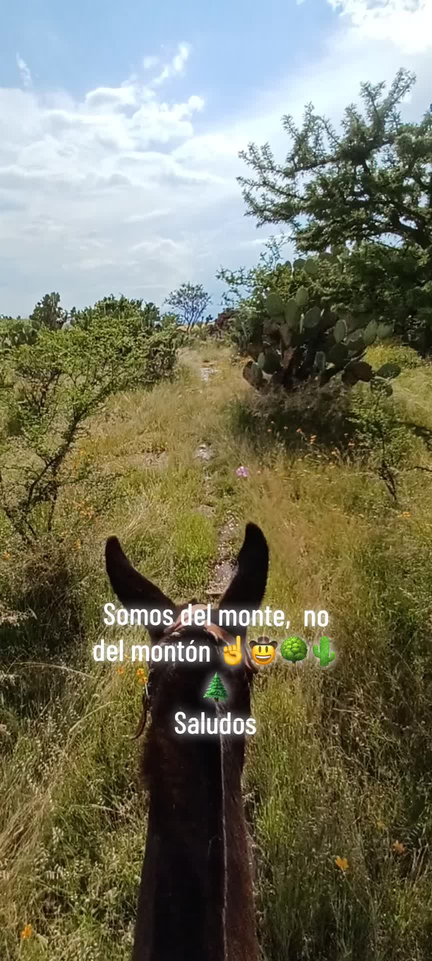 @El zurdo🌵🐴