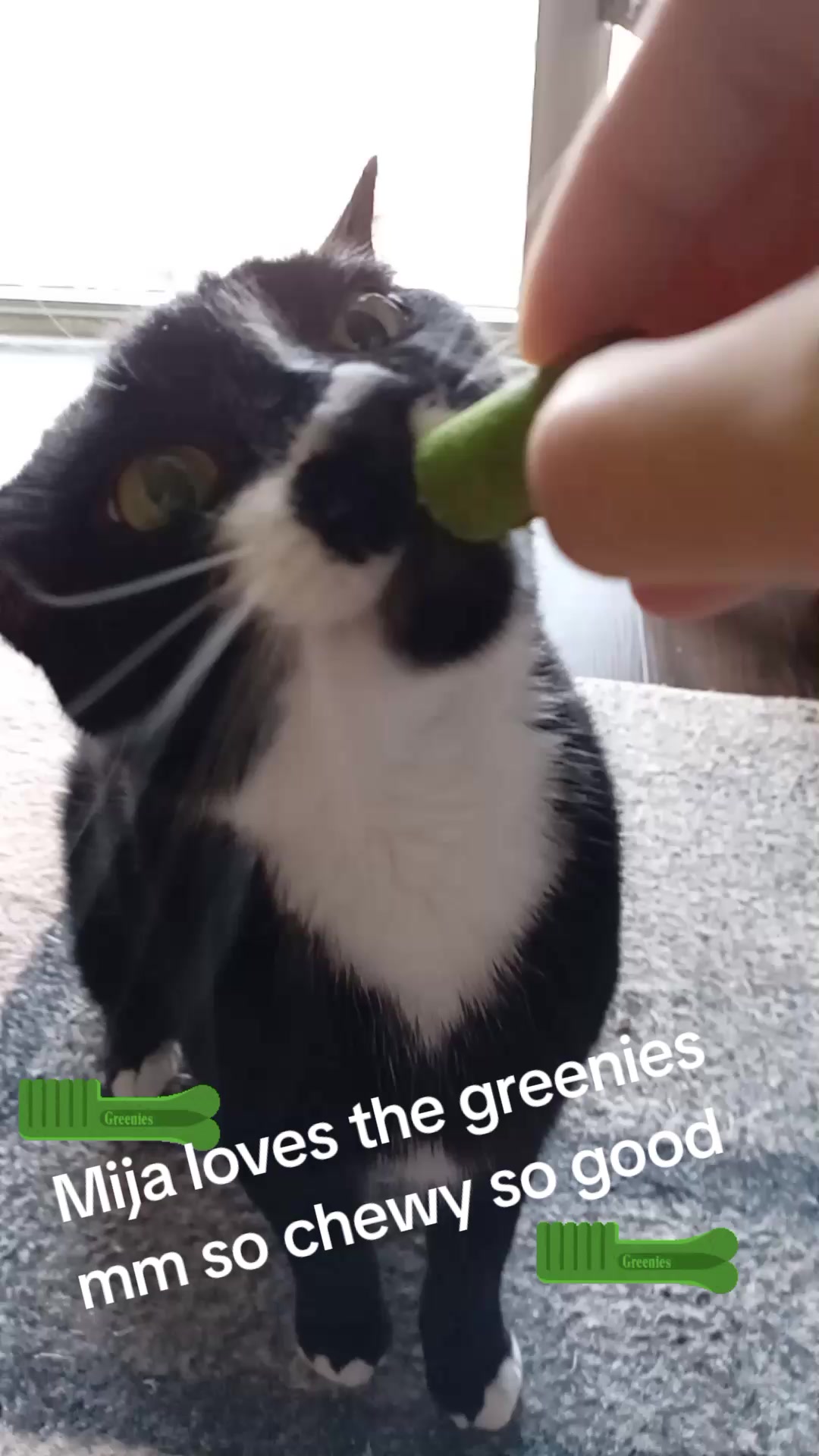 @🌿🐧🐱FelixGirls🐧🐱🌿