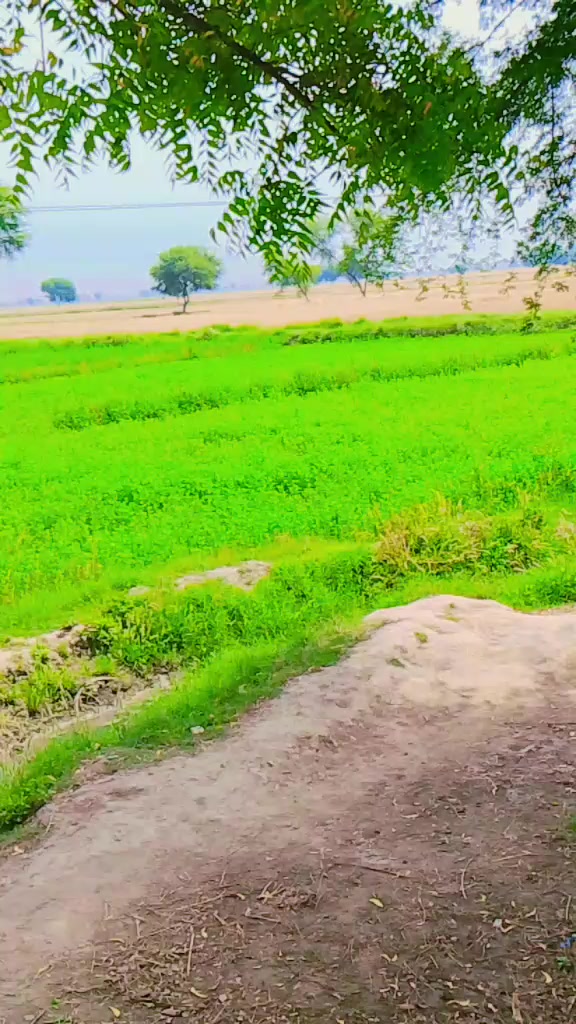 @amjadali109