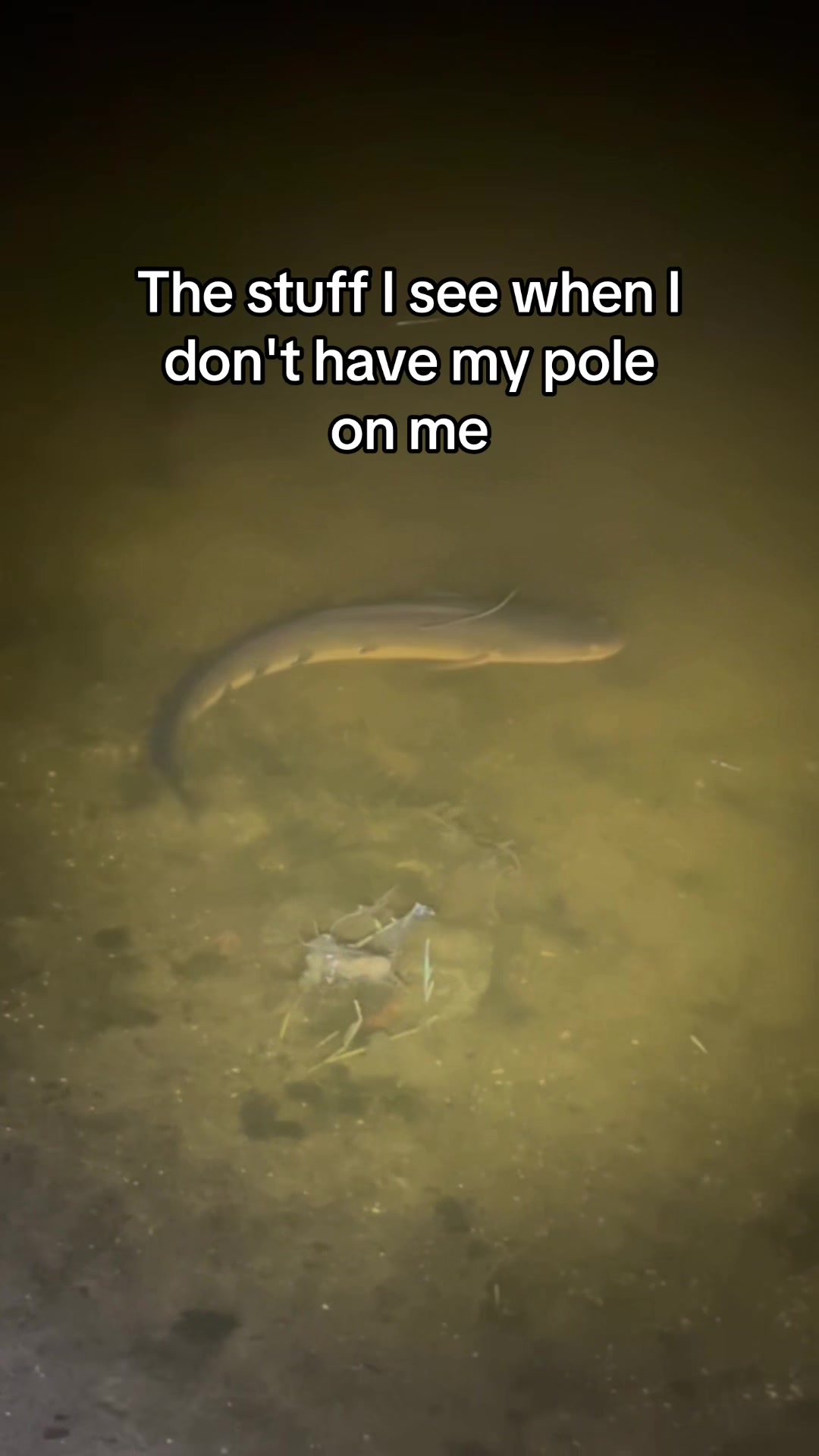 @Shark Boy