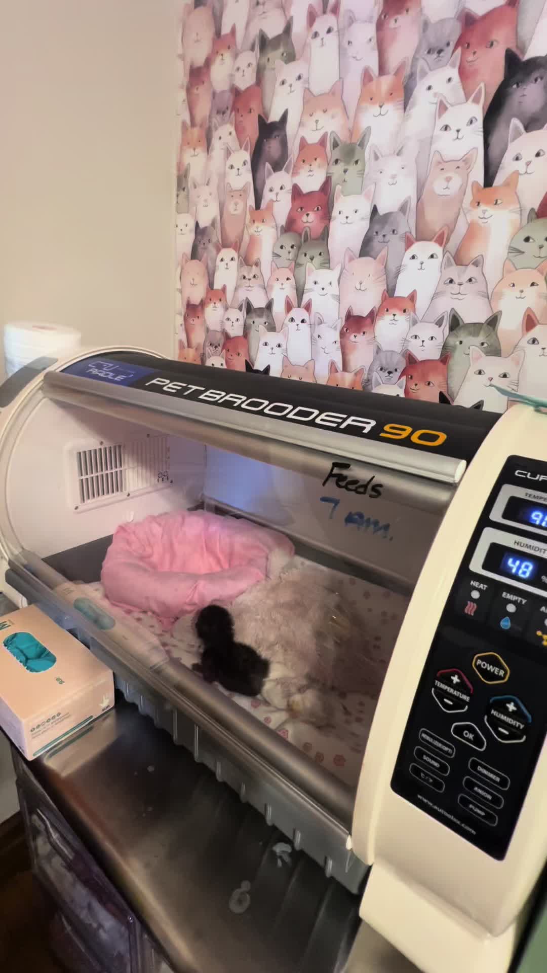 @Kitten.mama