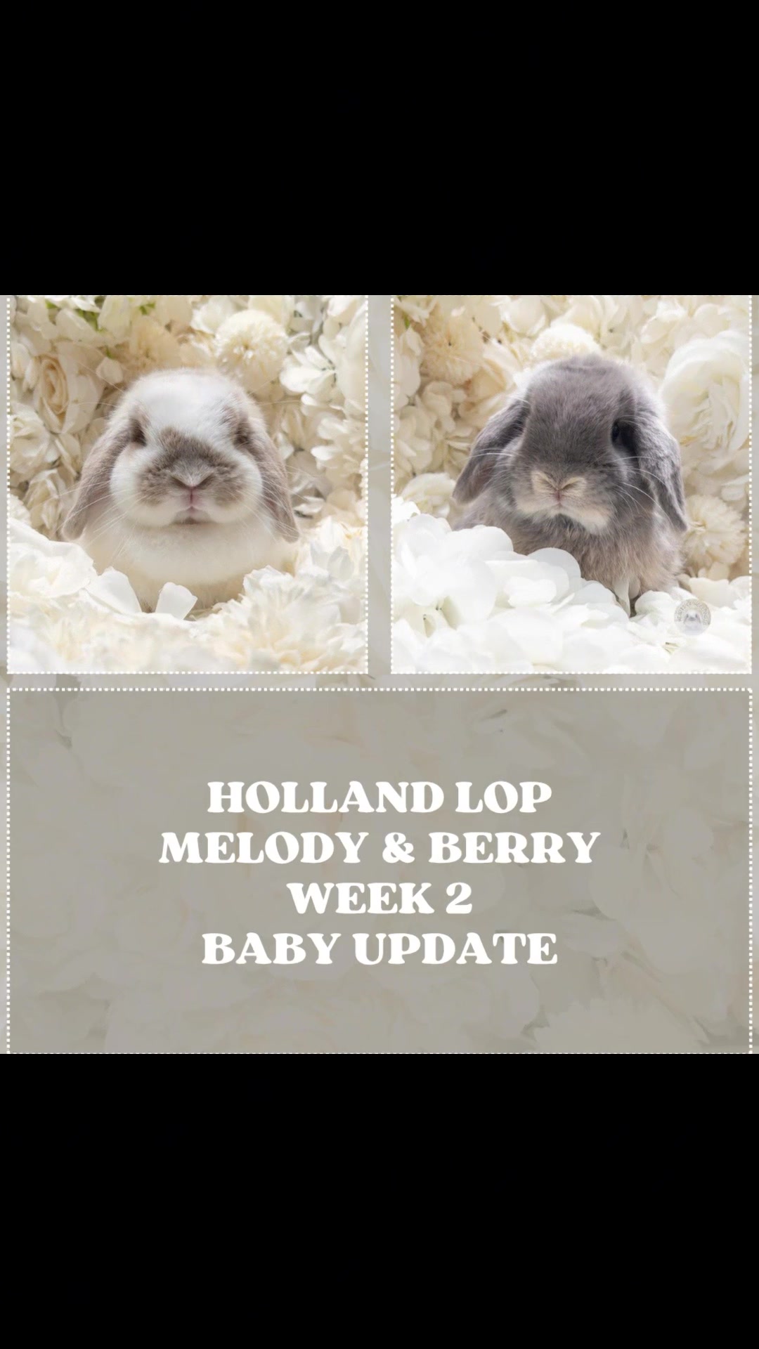 @Heartsofhollandsnyc