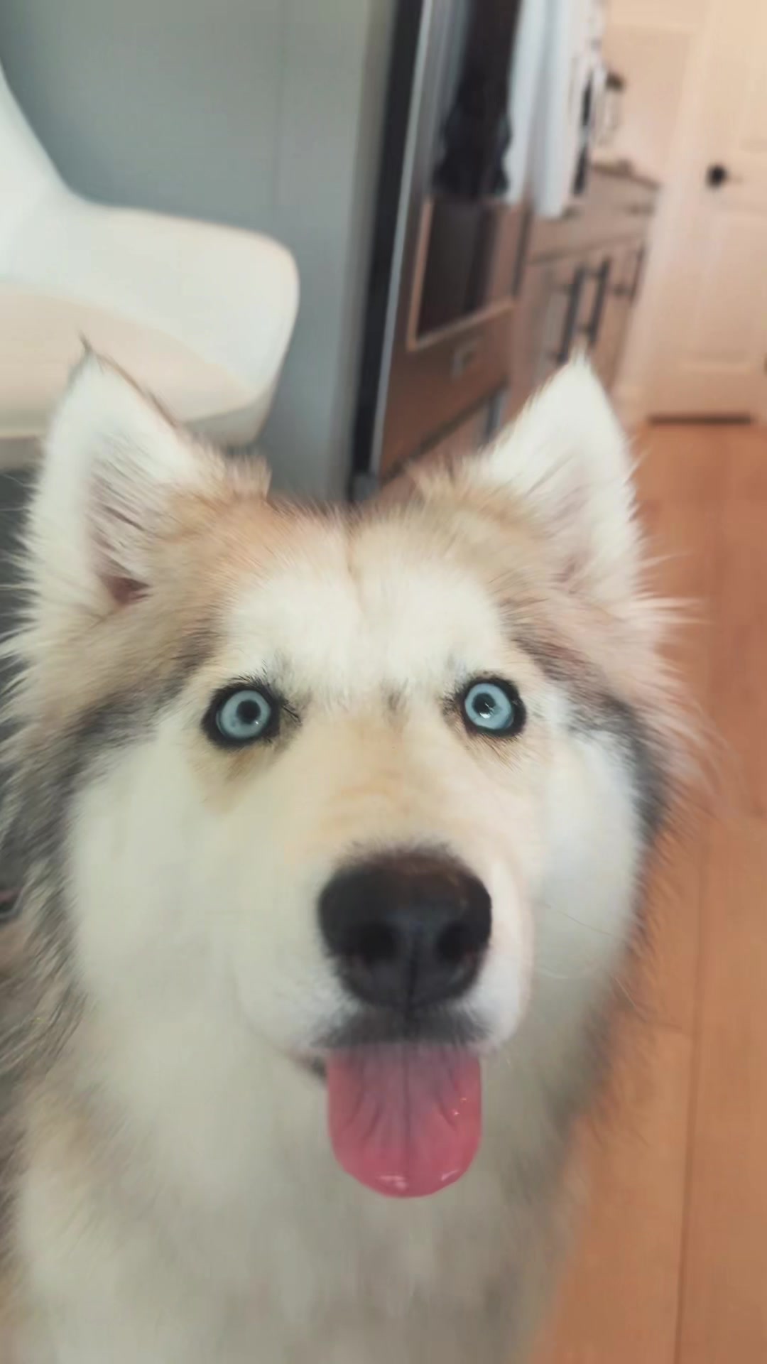 @lifewith2huskies