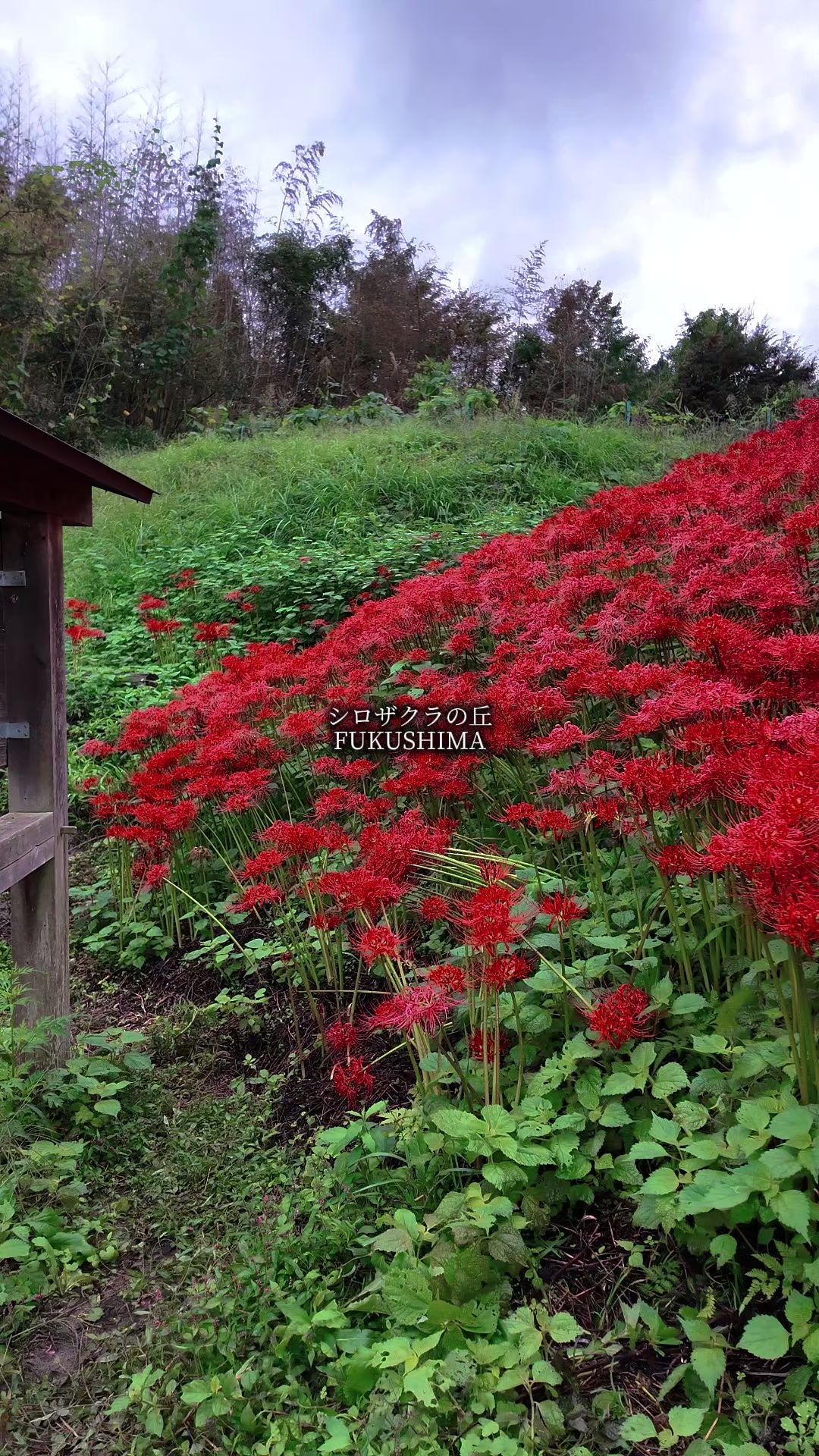 @tabi japan
