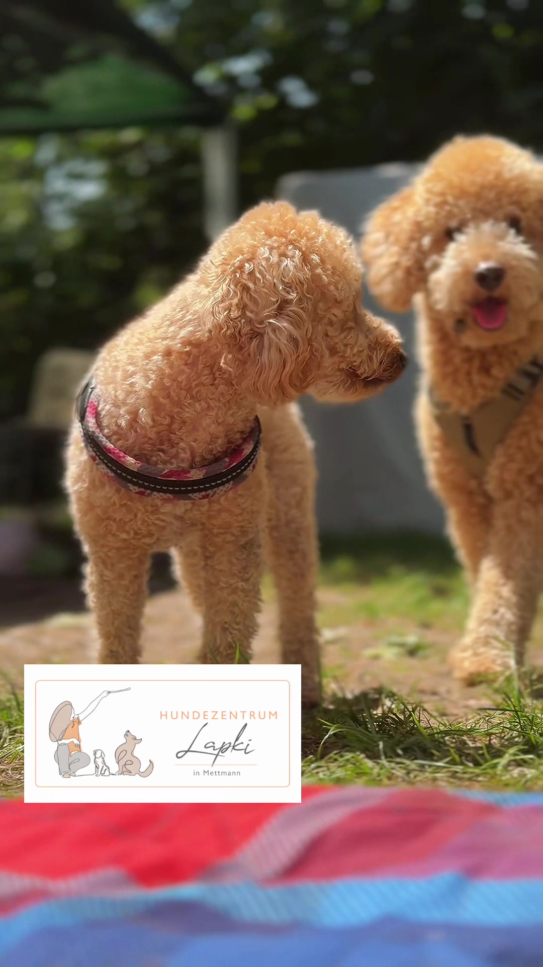 @Olesia &bull; Hundezentrum Lapki