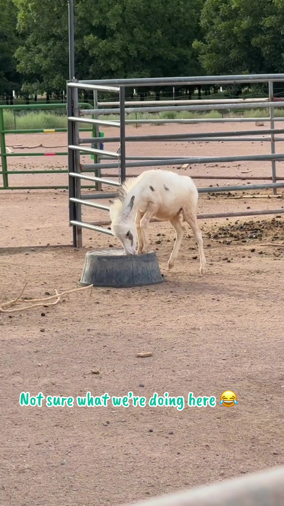 @Mini ASSets Farm