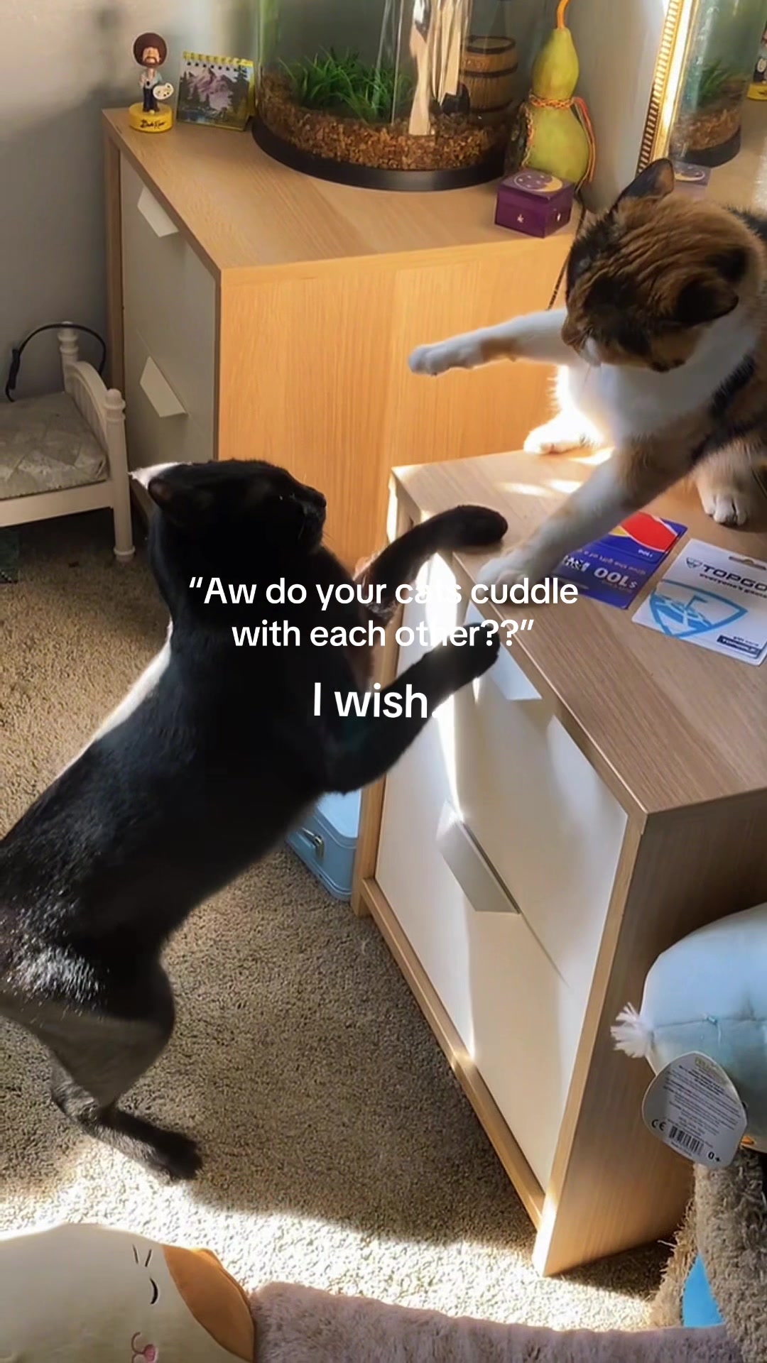 @Biggy smalls🐈⬛