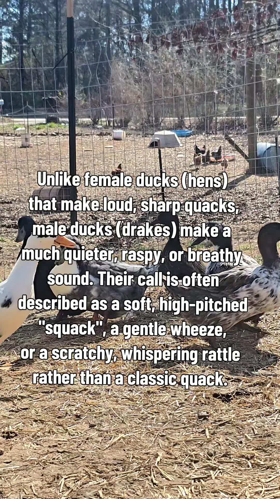 @Skeletonsonbeaverpond❌️🦆☠️