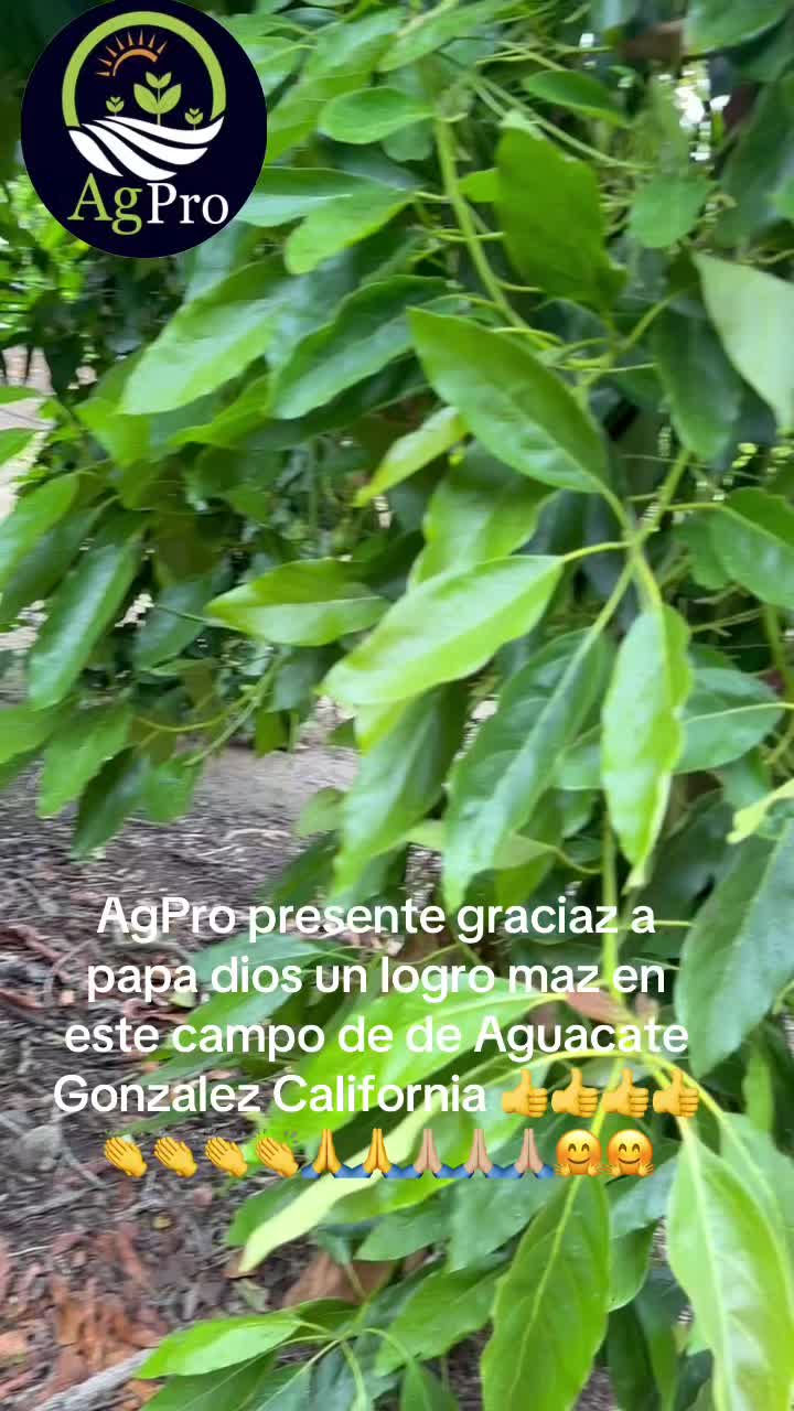 @Piedad Ayala