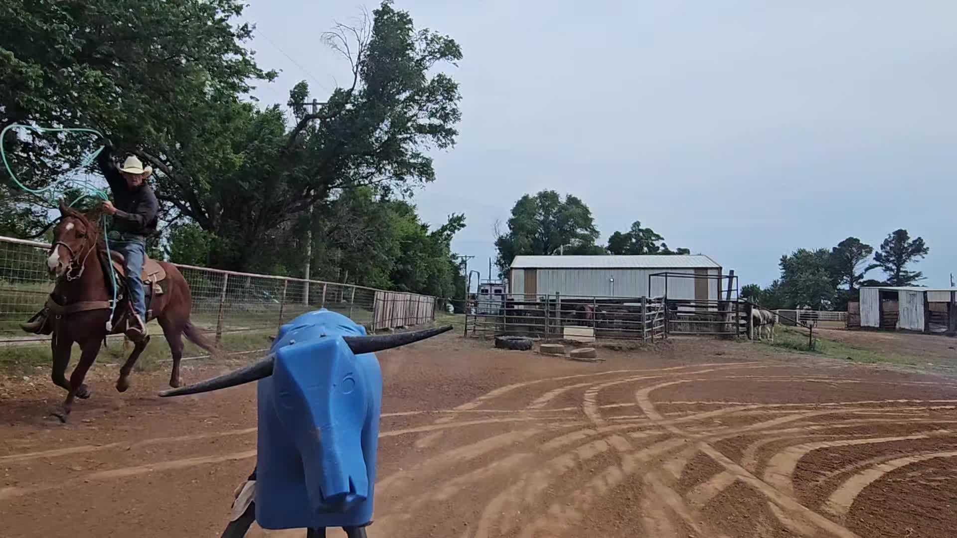 @scottdailyhorsetraining
