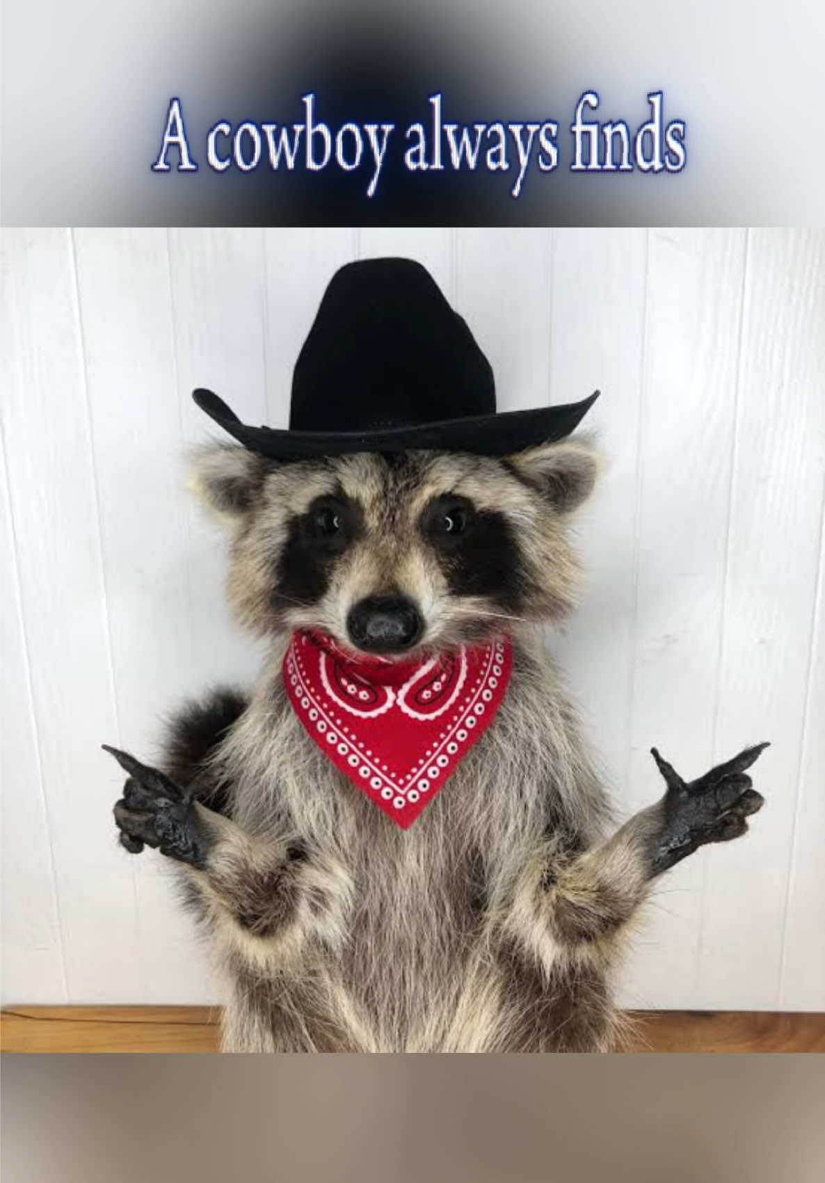 @Raccoon Music Videos