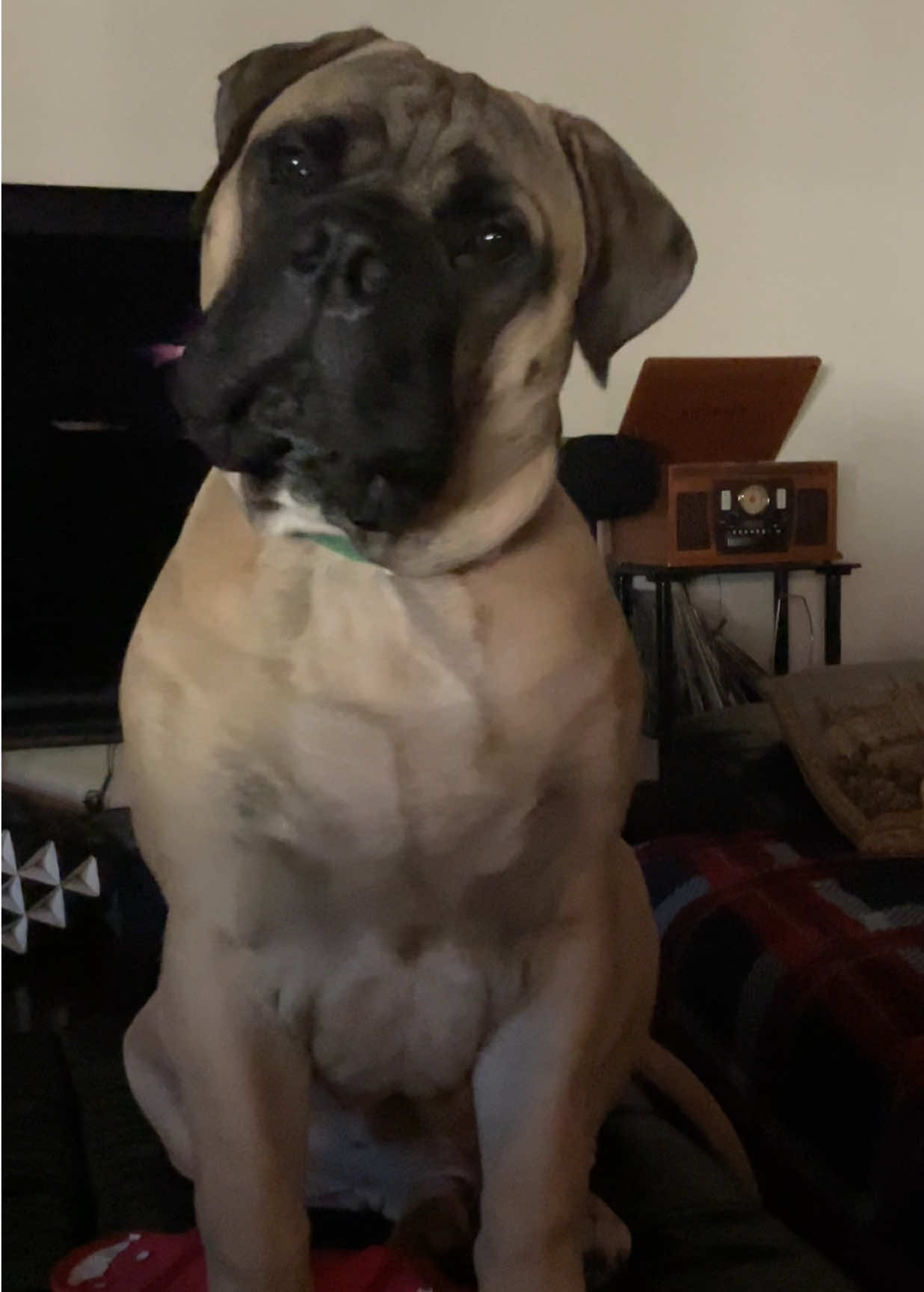 @Xander the Bullmastiff