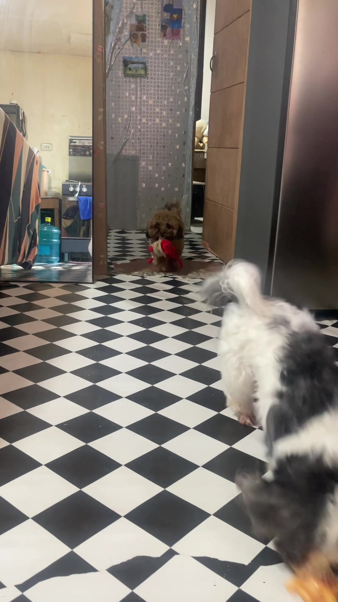@Zoey&Zoomy&Zoya🥰🐶🐱🐶🐾🦴
