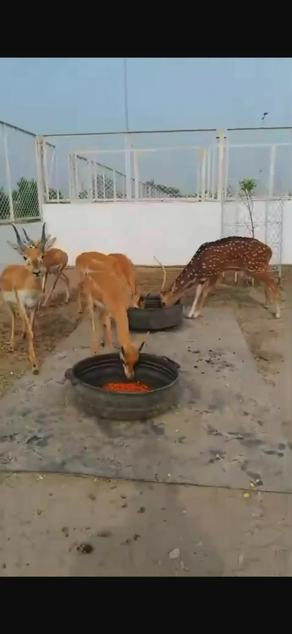 @Wildlife 🦌