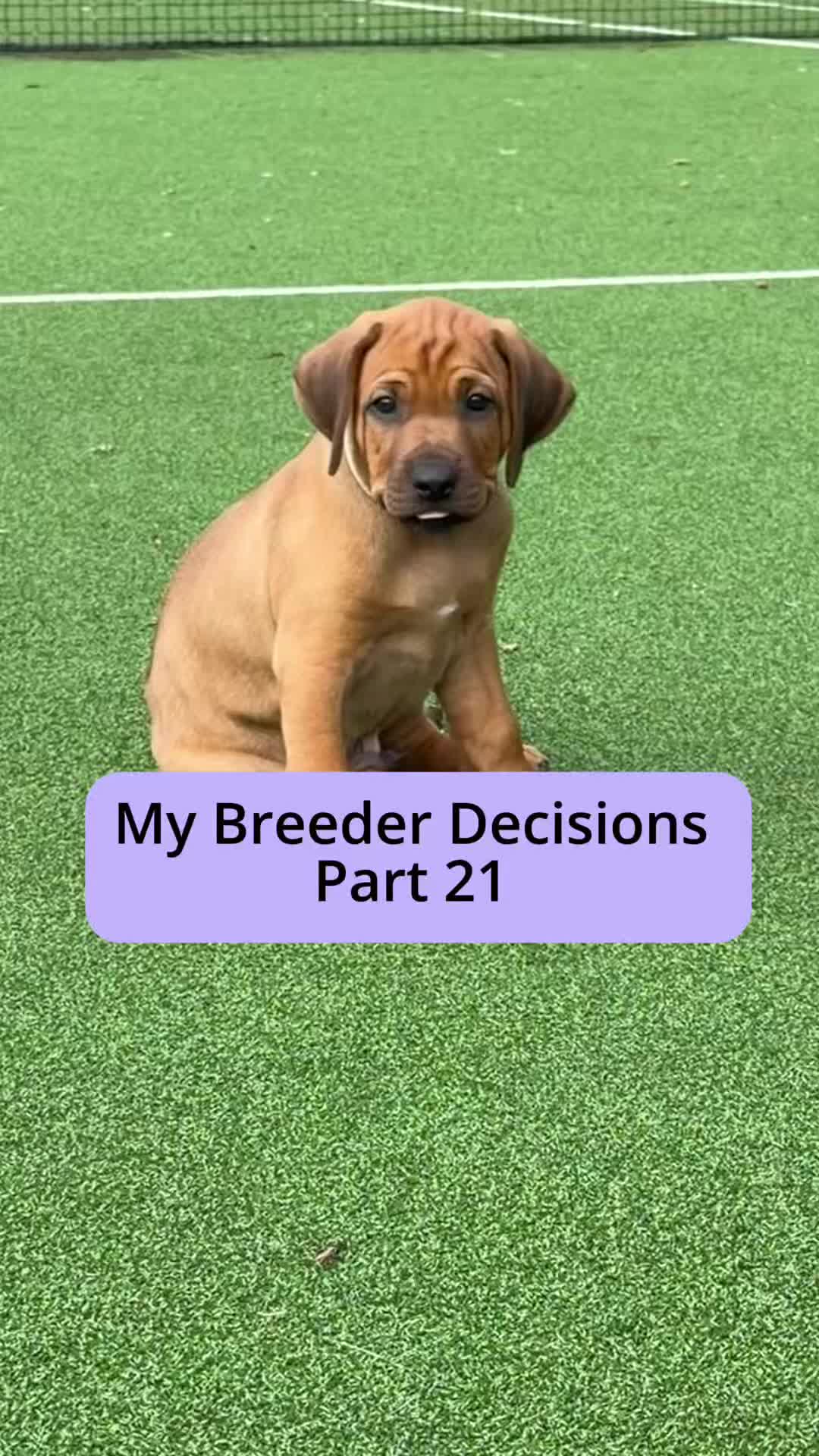 @Tracey | Breeder Mentor