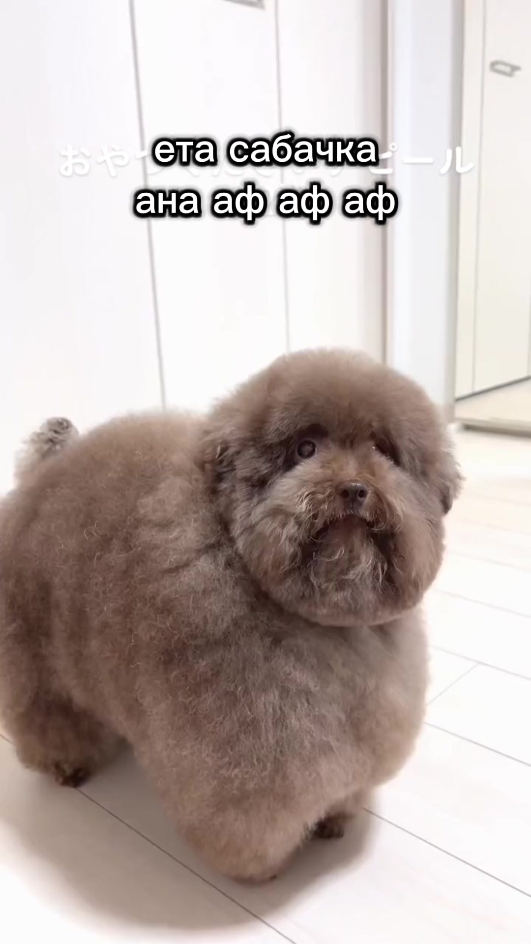 @ипучи
