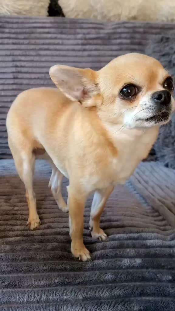 @bienchen der mini chihuahua