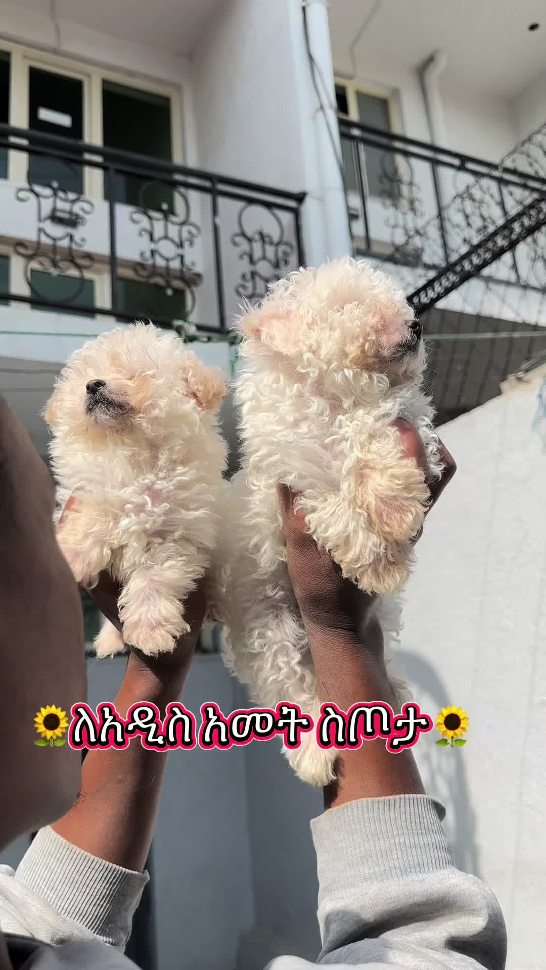 @KENNEL+๐พ