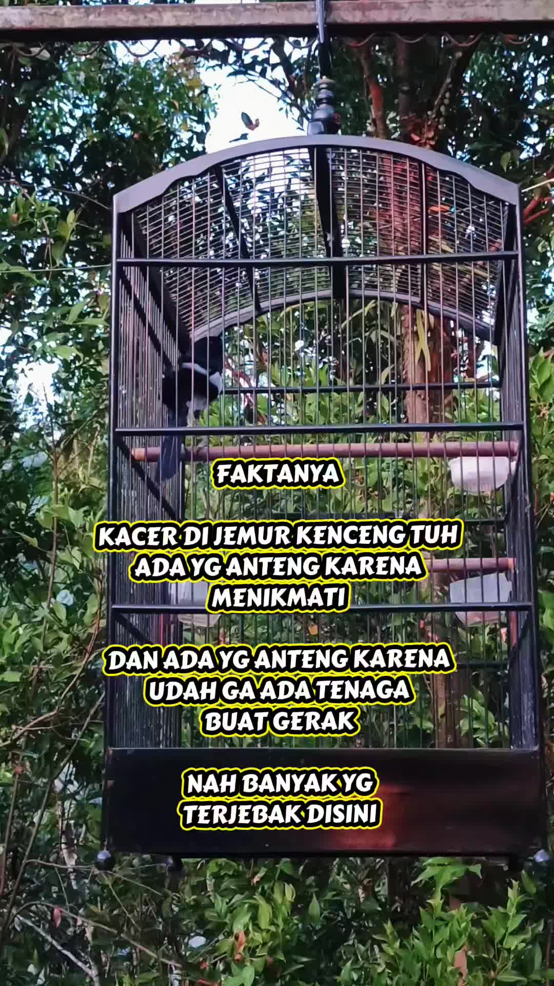 @Emperium Birds