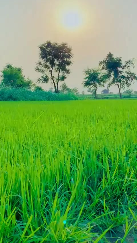 @ch.amanullah nahra190